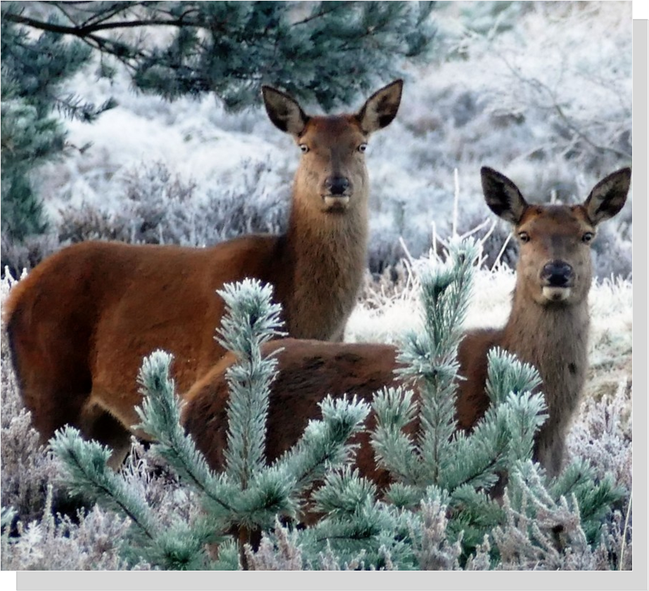 Deer adapt for winter by fattening up on acorns & growing a thick fur coat          